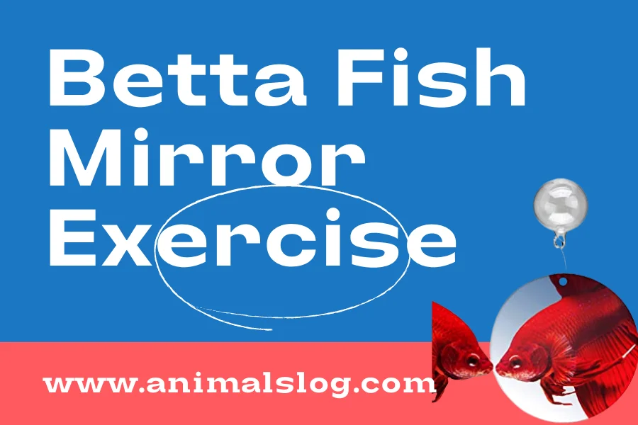 Betta Fish Mirror Exercise