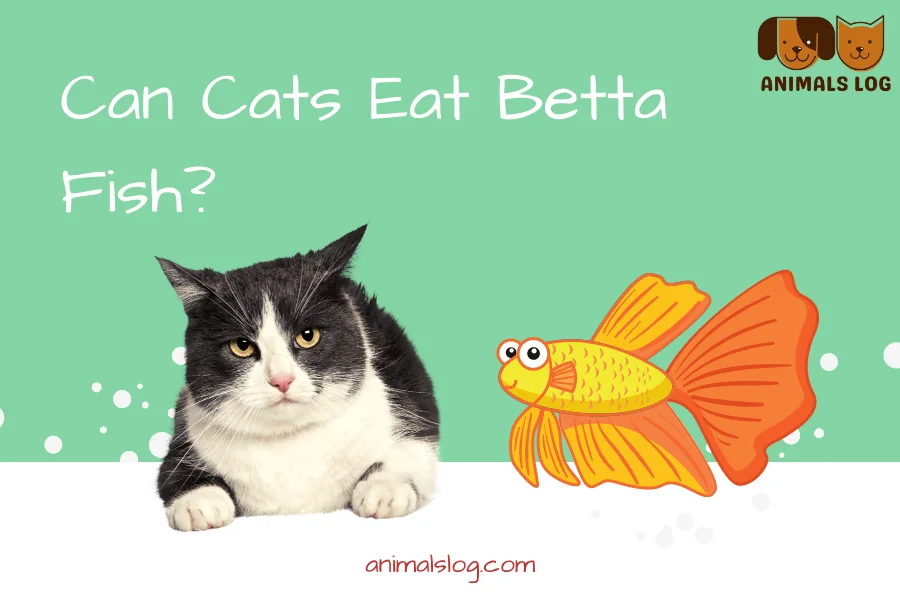 Can Cats Eat Betta Fish