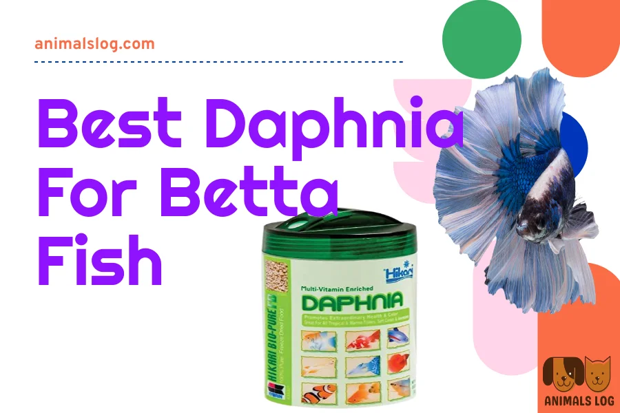 Daphnia For Betta Fish