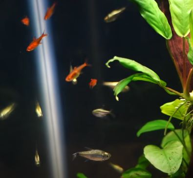 Ember Tetras With Betta Fish Compatibility Factors