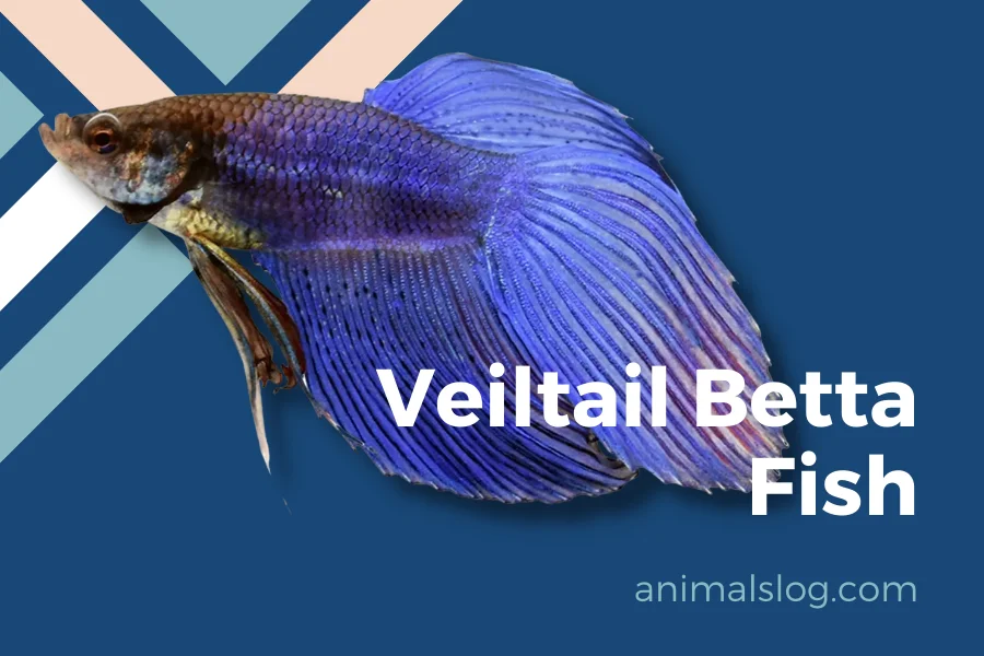 Veiltail Betta Fish