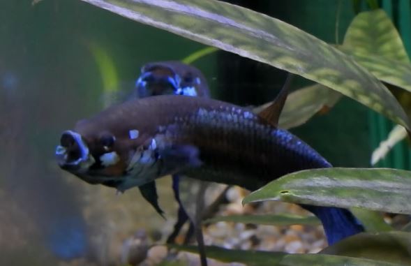 Water Parameters of betta unimaculata