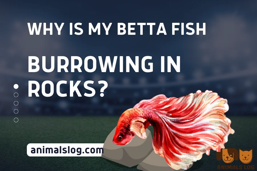 betta fish burrowing in rocks