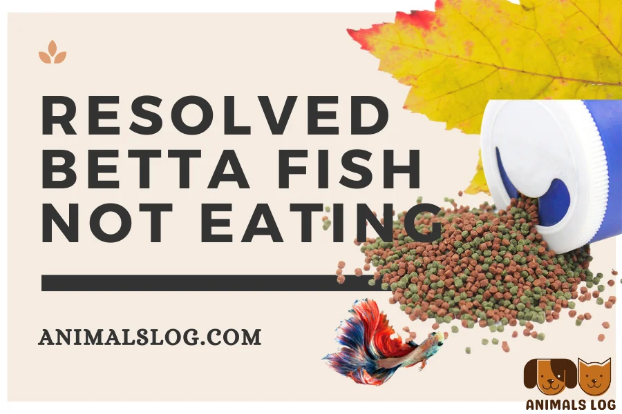 betta fish not eating