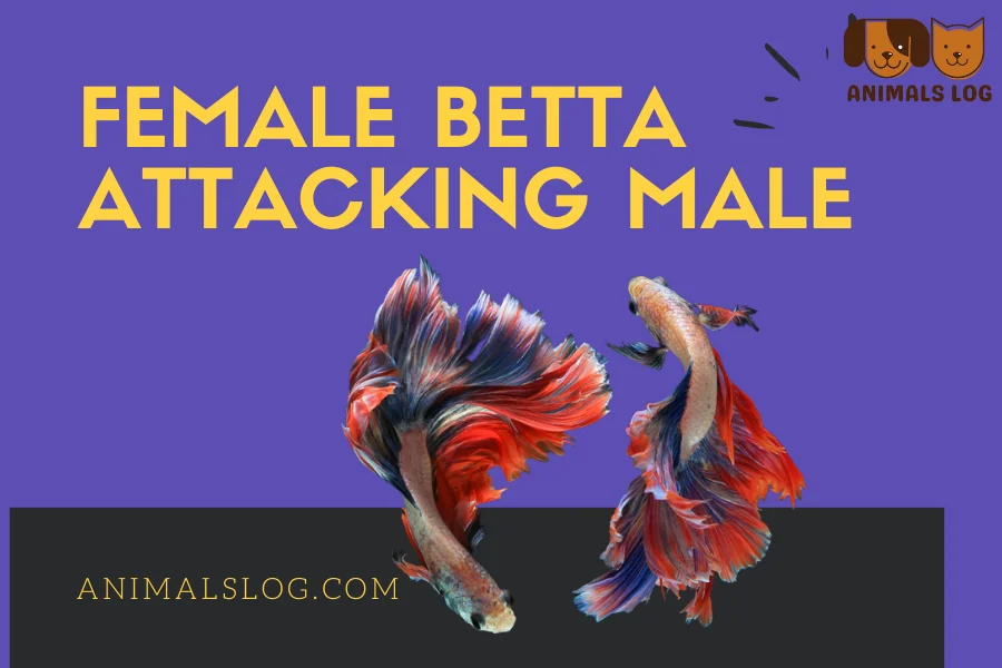 female betta attacking male