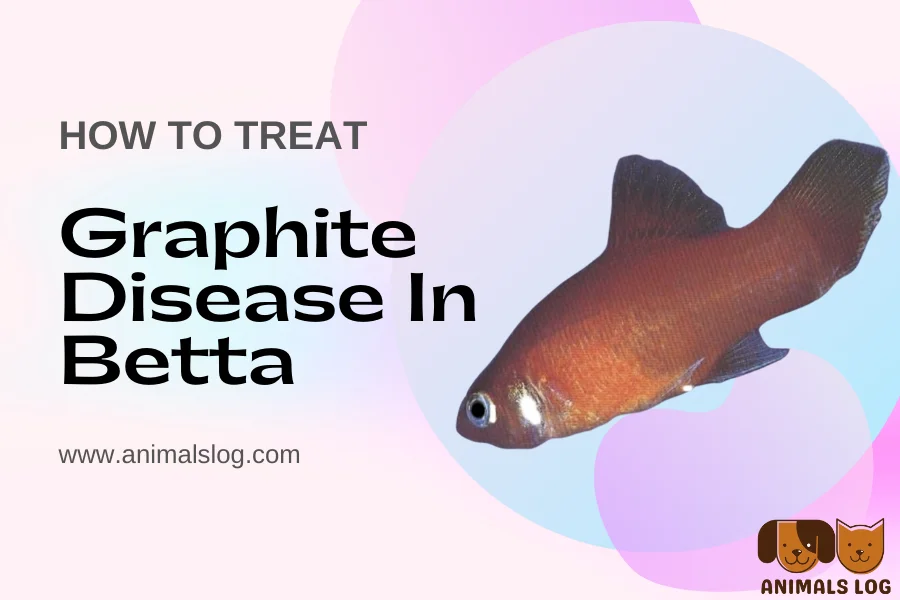 graphite disease in betta fish