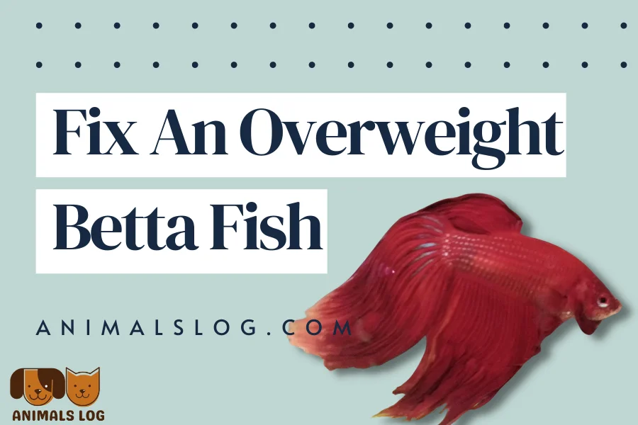 overweight betta fish