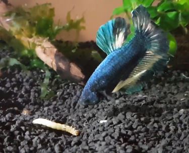 Can Betta Fish Eat Mealworms