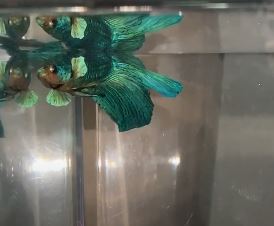 Betta Fish Curved Spine Causes