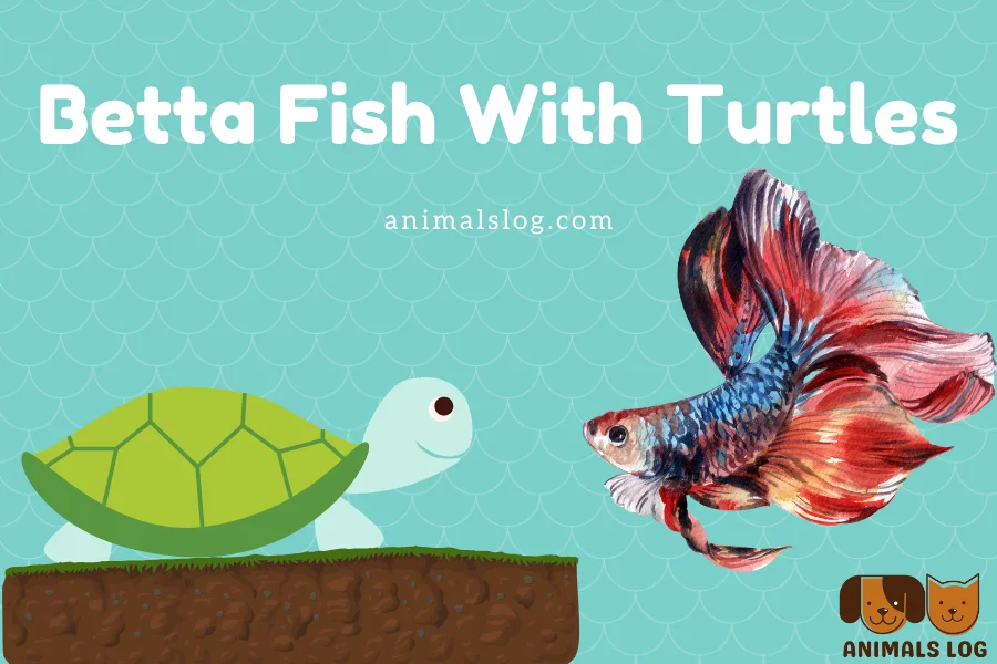 Betta Fish With Turtles