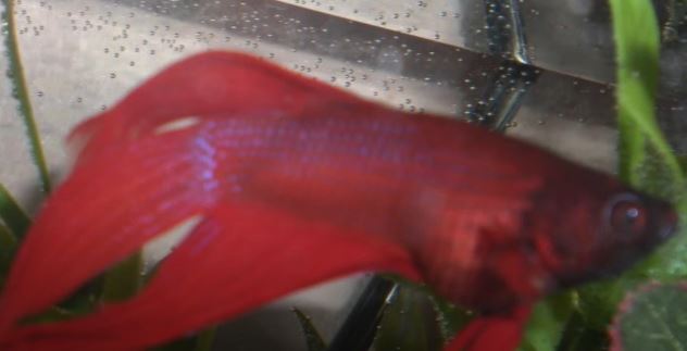 Betta fish Constipation problem