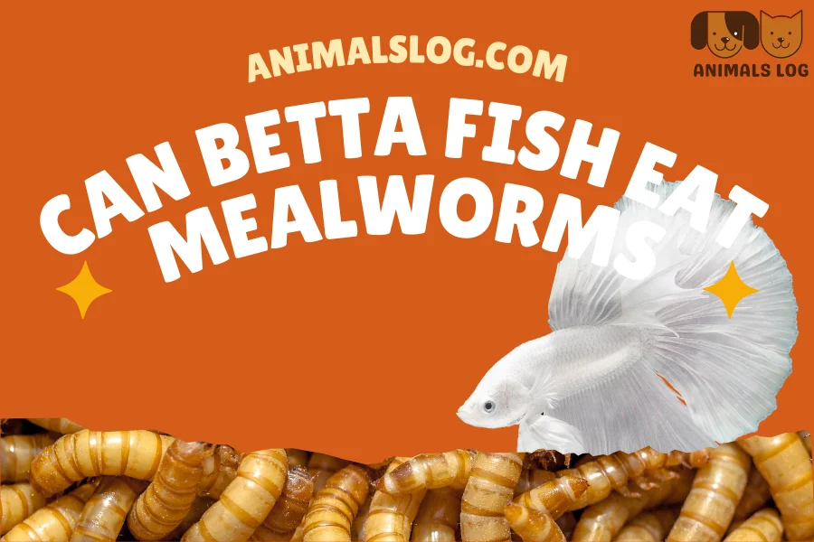 Can Betta Fish Eat Mealworms