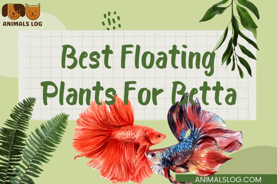 Floating Plants For Betta