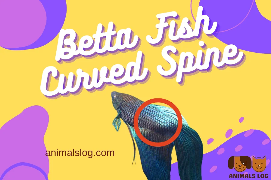 betta fish curved spine