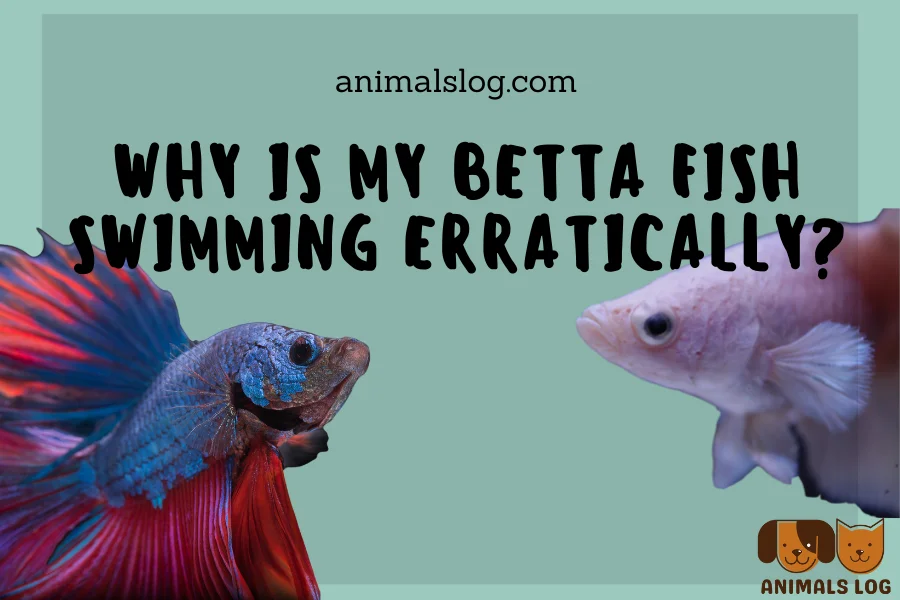 betta fish swimming erratically