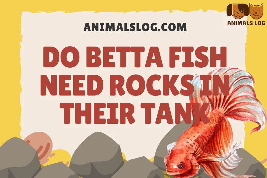 do betta fish need rocks in their tank