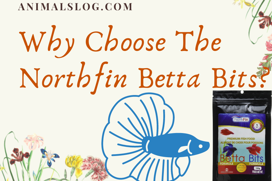 northfin betta bits