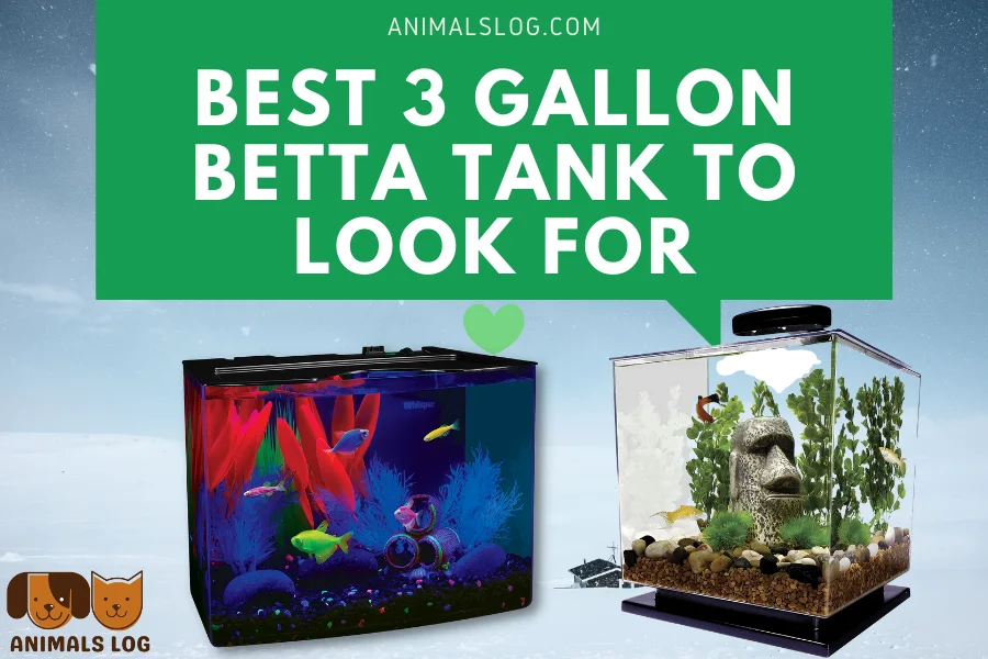 4 Best 3 Gallon Betta Tank To Look For - Animals Log