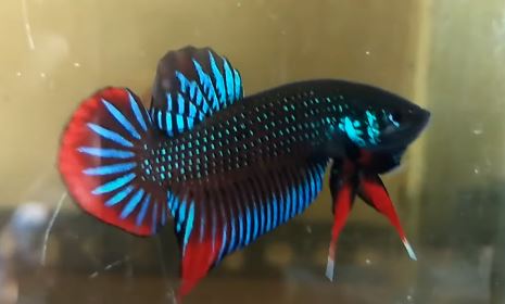 About The Peaceful Betta Imbellis