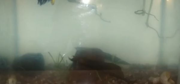 Betta Fish Cloudy Water Causes