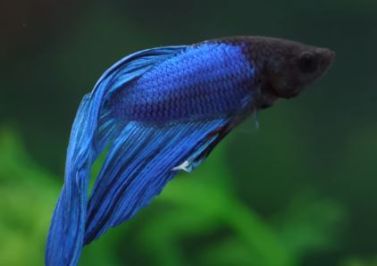 Do Betta Fish Shed Scales Causes