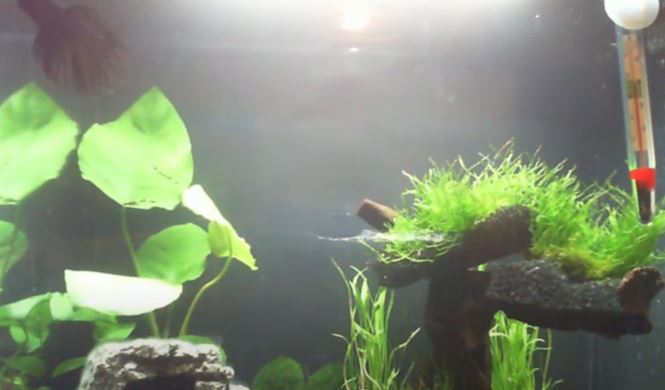 What Color Light Do Betta Fish Like?