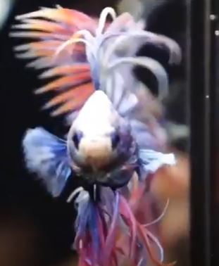 What Makes Marble Betta Different