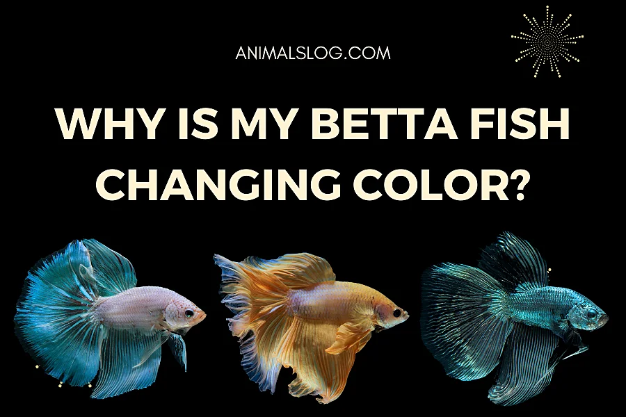 betta fish changing color