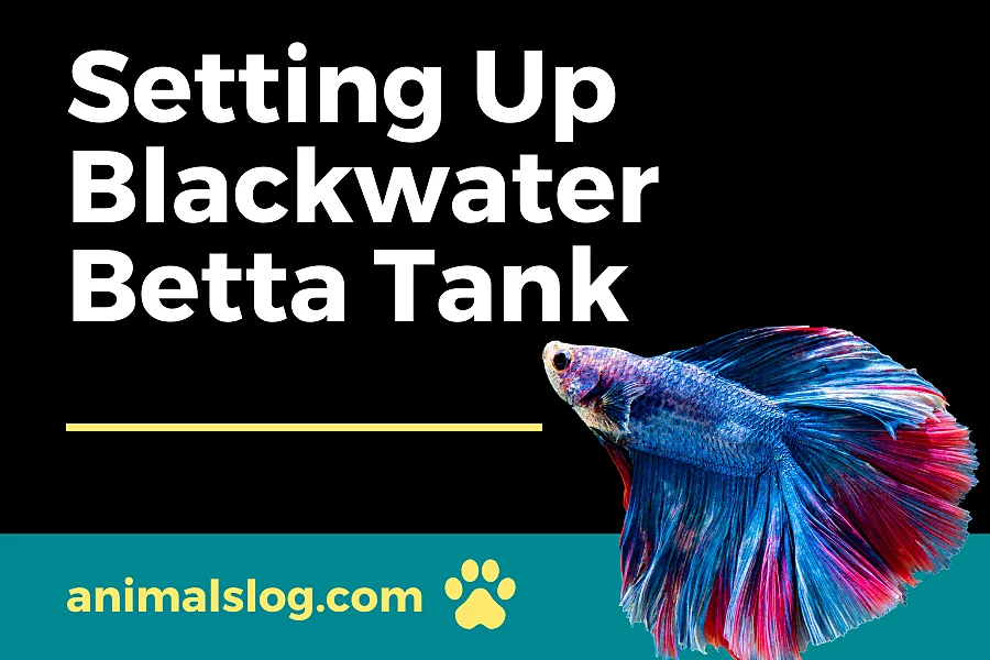blackwater betta tank