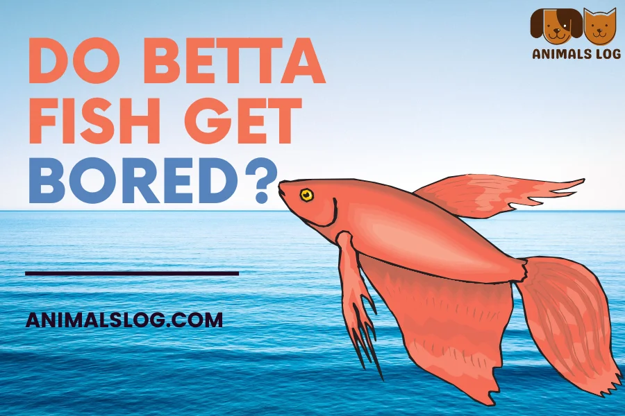 do betta fish get bored