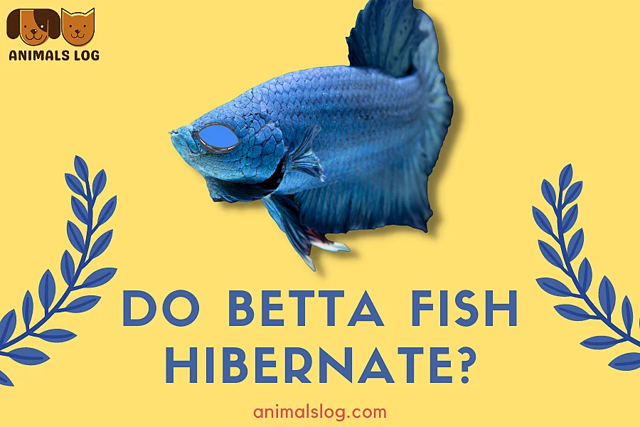 do betta fish hibernate