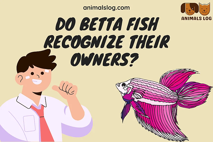 do betta fish recognize their owners