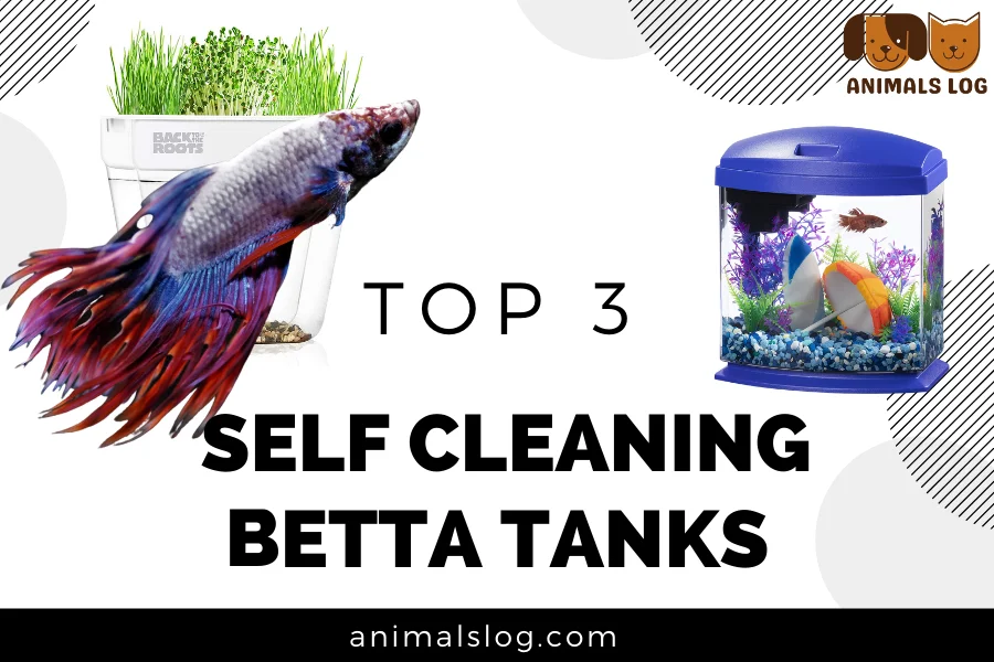 self cleaning betta tanks
