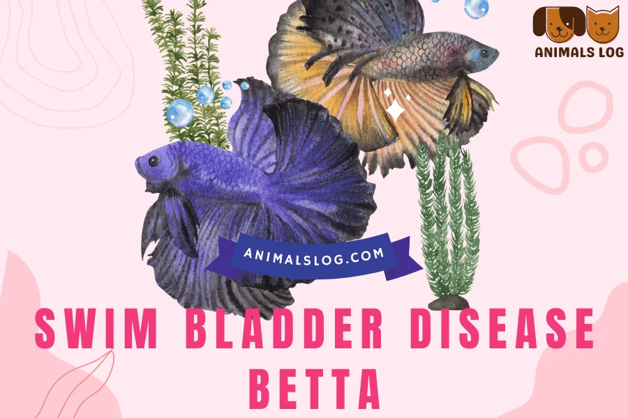 swim bladder disease betta