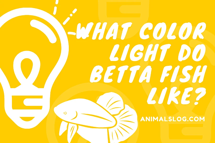 what color light do betta fish like