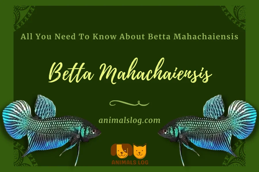 Betta Mahachaiensis