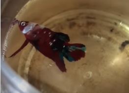 Betta fish sleeping