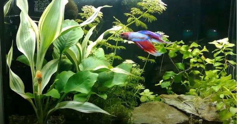 Brown Algae In Betta Tank: What Causes It?