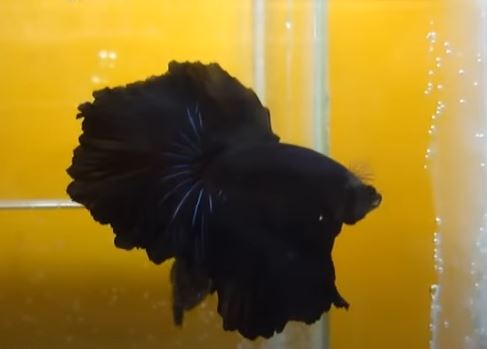 Dietary Needs of Black Betta Fish