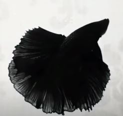 How To Take Care Of Black Betta Fish?