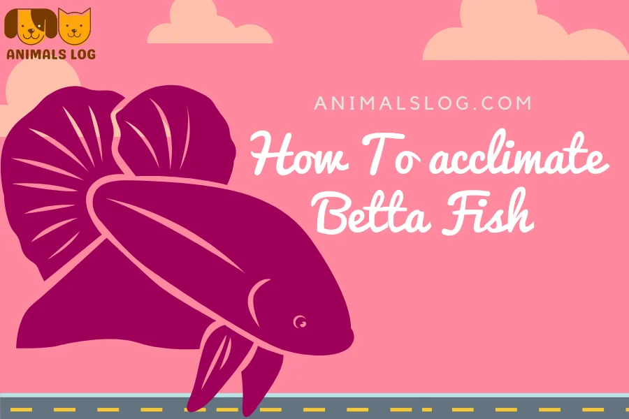acclimate betta fish