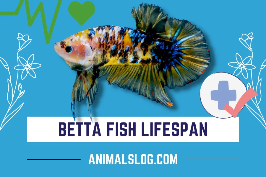 betta fish lifespan