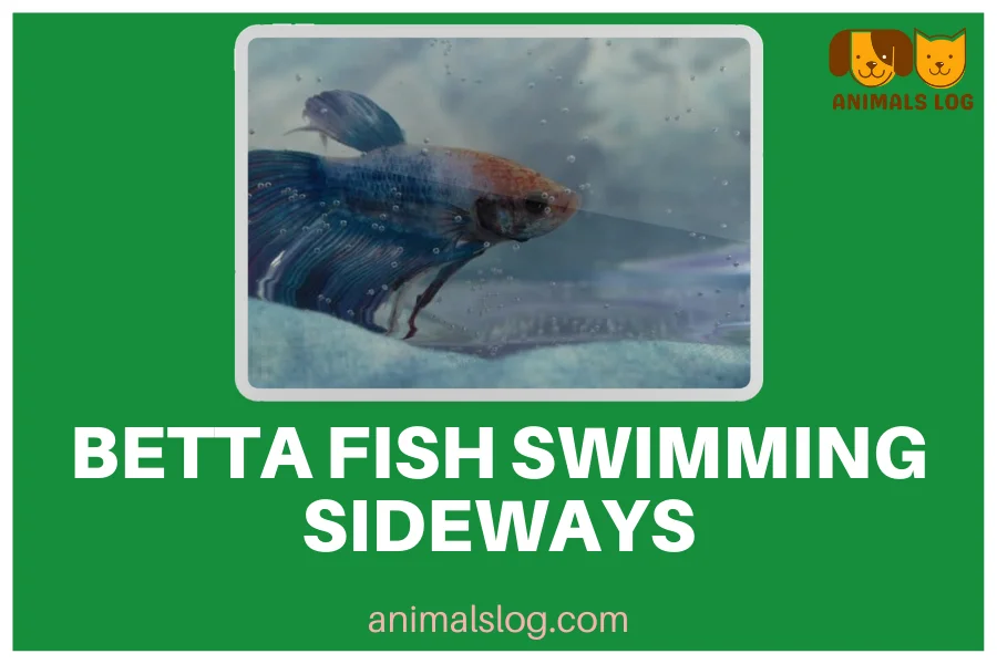 betta fish swimming sideways