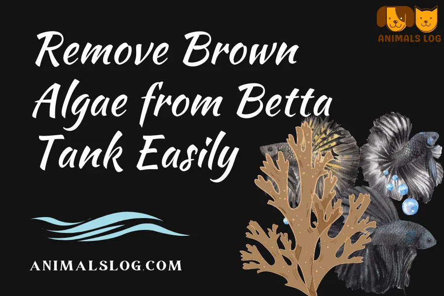 brown algae in betta tank