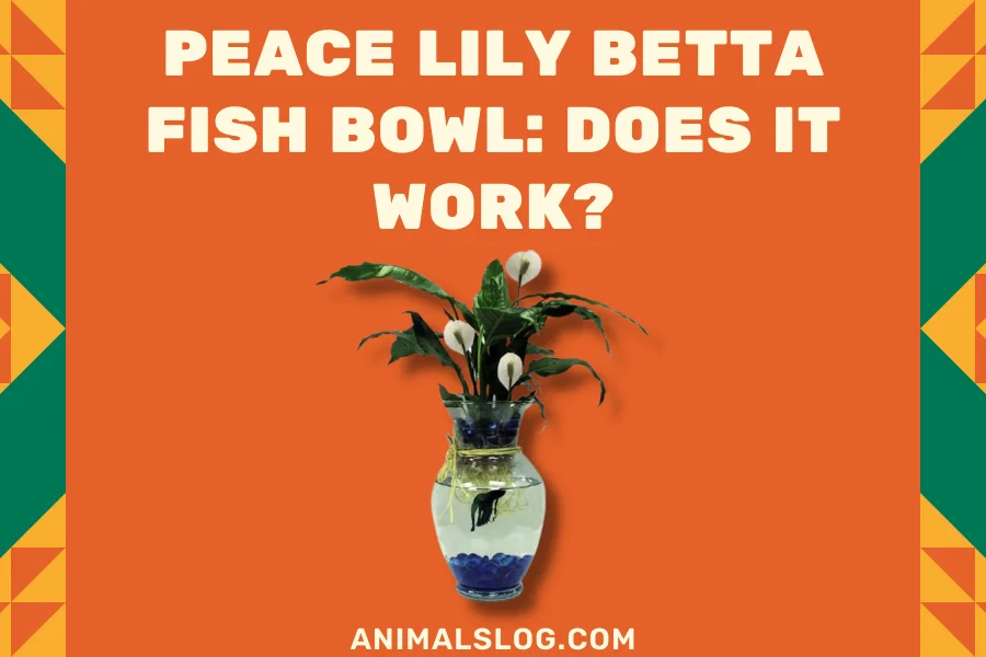 peace lily betta fish