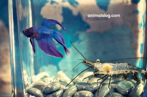Are Ghost Shrimp And Betta Compatible?
