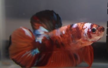 Betta Fish Behavior Before Death: What Causes It?