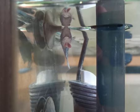 Betta Fish Vertical Death Hang: How To Treat?