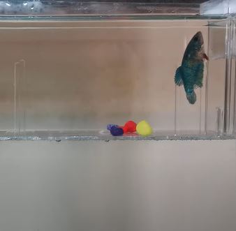 Betta Fish Vertical Death Hang: What Causes It?