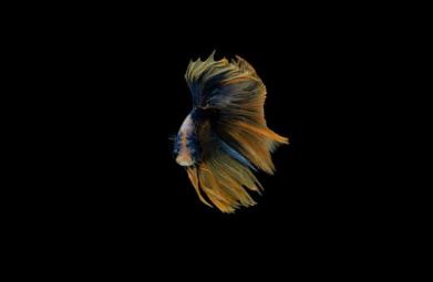 Can Betta Fish See In The Dark And Prefer It?